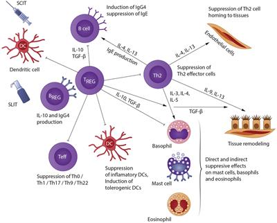 Types Of Email Accounts >> Frontiers | Subcutaneous and Sublingual Immunotherapy in ... Types Of Email Accounts >> Frontiers | Subcutaneous and Sublingual Immunotherapy in ...
